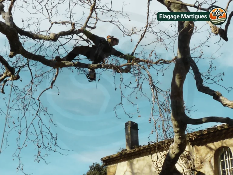 Élagueur travaillant sur les branches d’un grand arbre à Martigues.